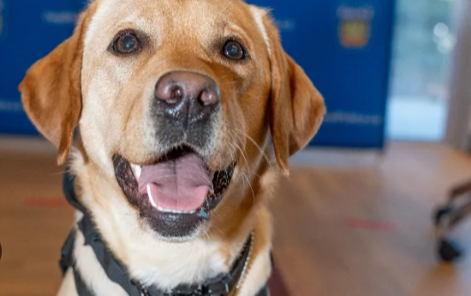 Dog Bites Home Depot