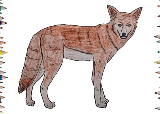 Drawing:Wny4zn3jqnm= Coyote