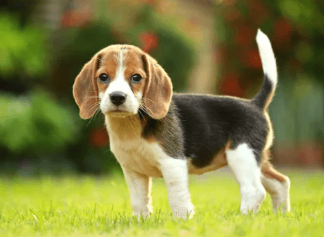 Puppy:1chd8mtfua4= Beagle