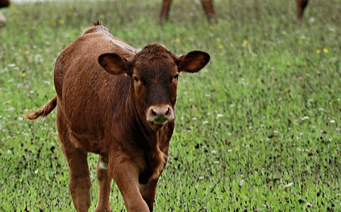 Baby:Tug3anmwsk0= Cows